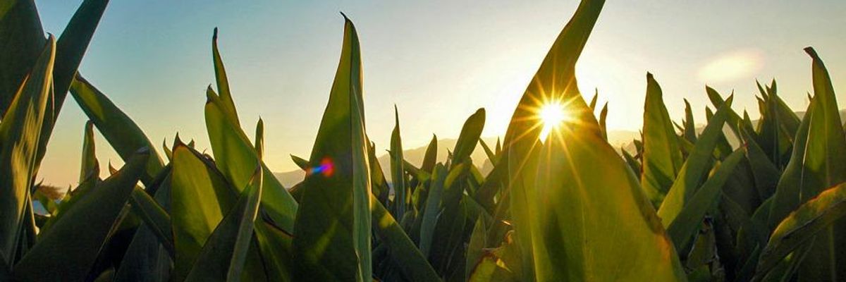 New Report Debunks 'Myth' That GMOs are Key to Feeding the World