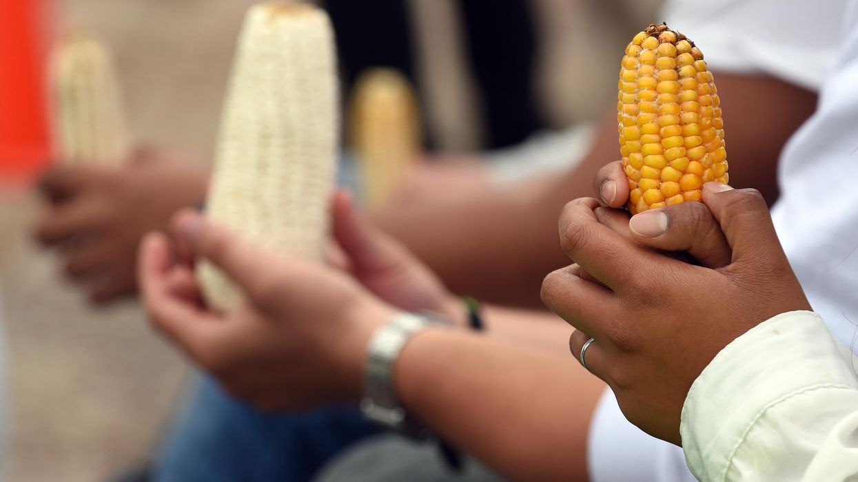 Activists of Greenpeace hold a protest against GM corn in Mexico