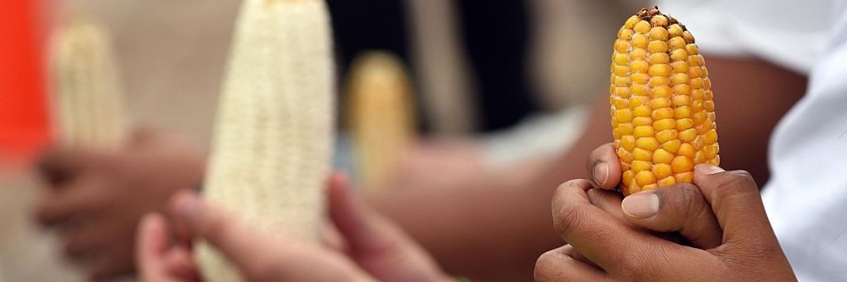 Activists of Greenpeace hold a protest against GM corn in Mexico