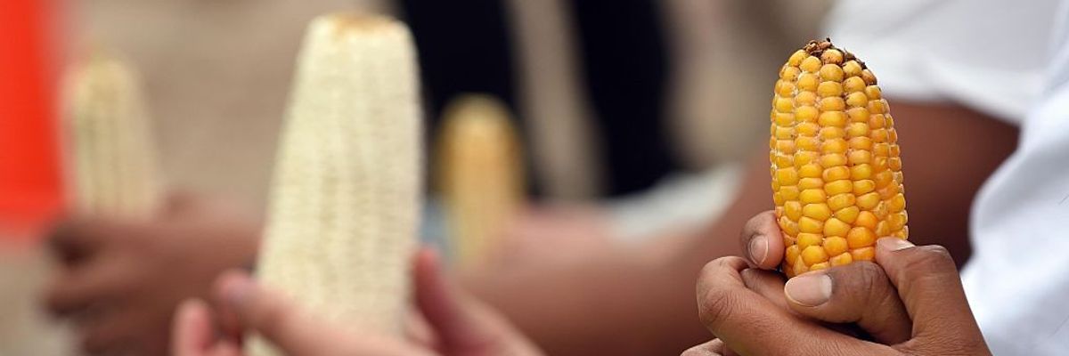 Activists of Greenpeace hold a protest against GM corn in Mexico