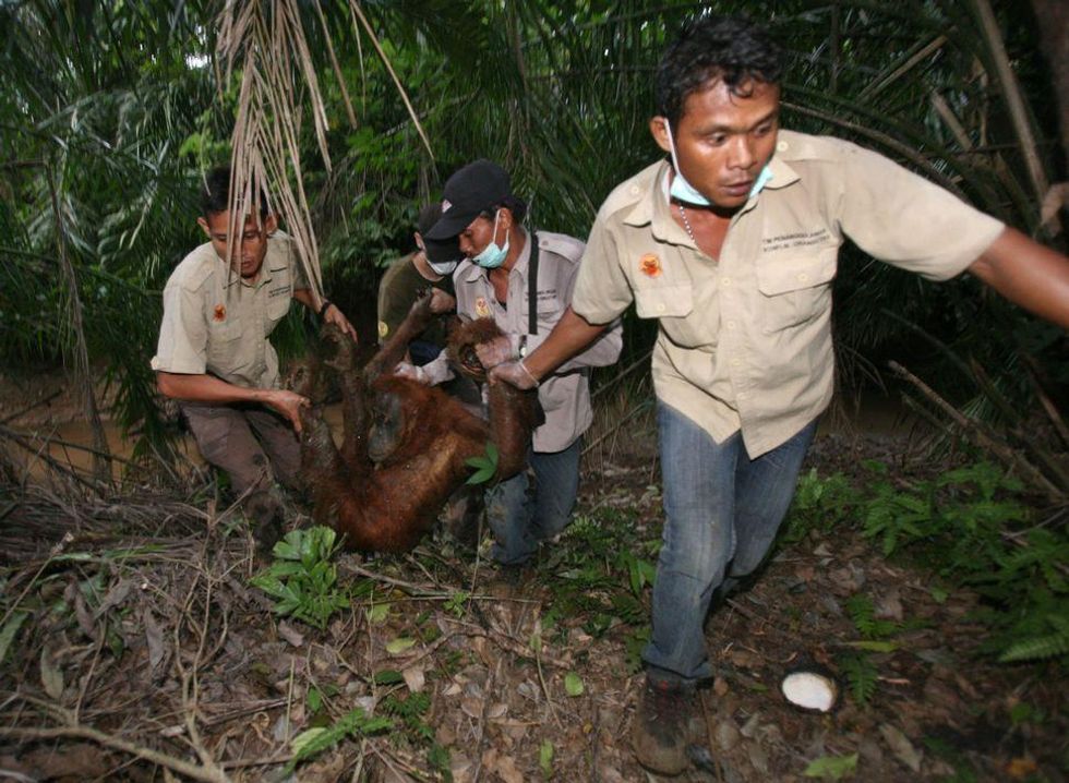 Activists with the Orangutan Information Center carry a tranquilized orangutan from a palm oil plantation in North Sumatra, I