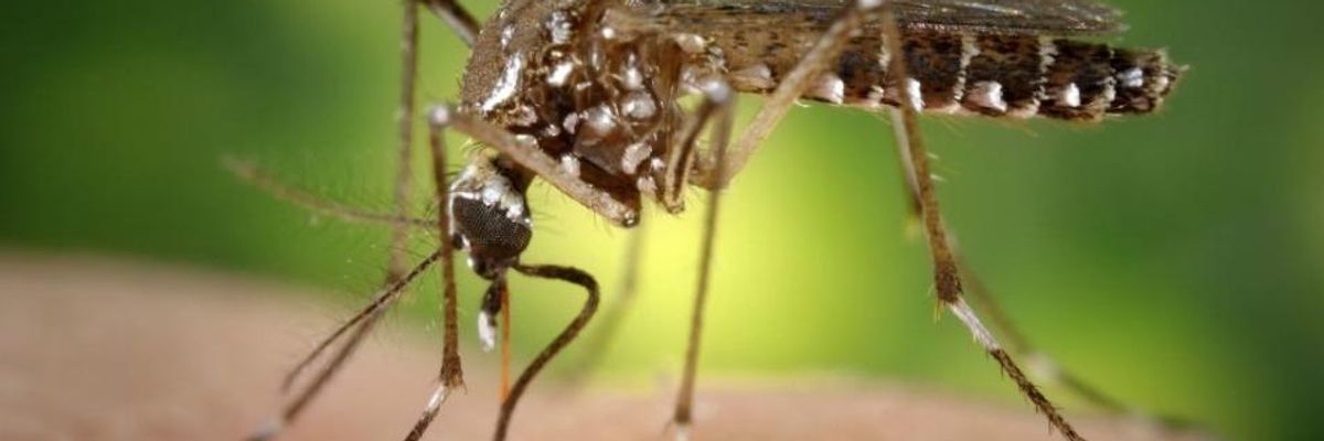 Plan to Release GMO Mosquitoes 'A Science Experiment Run Amok'