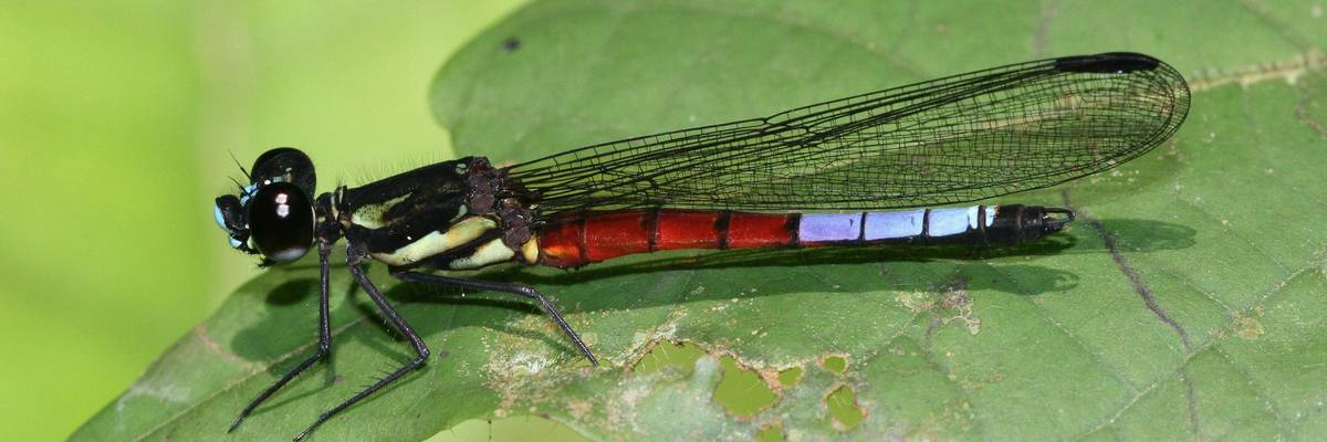 Africocypha blue dragonfly photo by André Günther