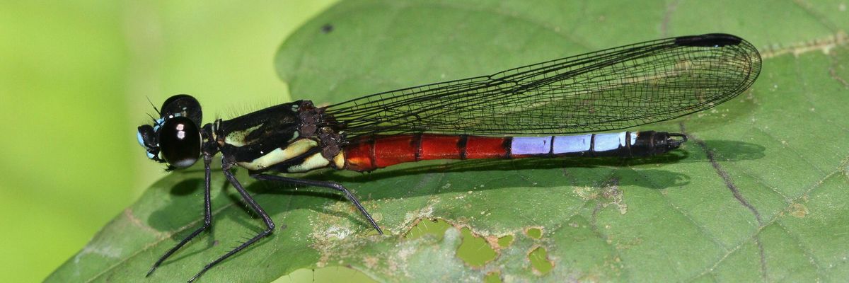 Africocypha blue dragonfly photo by André Günther
