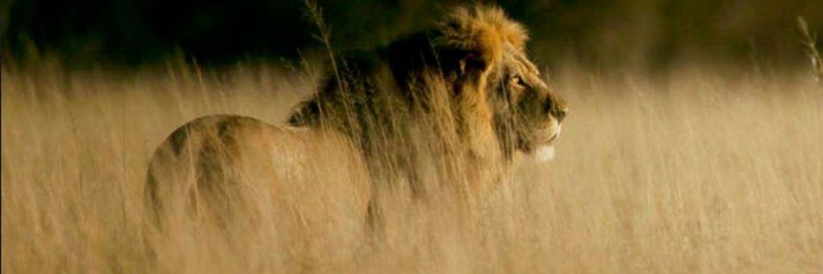 As Trump Rolls Back Barriers, Big-Game Hunters--Including Rich GOP Donors--Granted Dozens of Permits for Lion "Trophies"