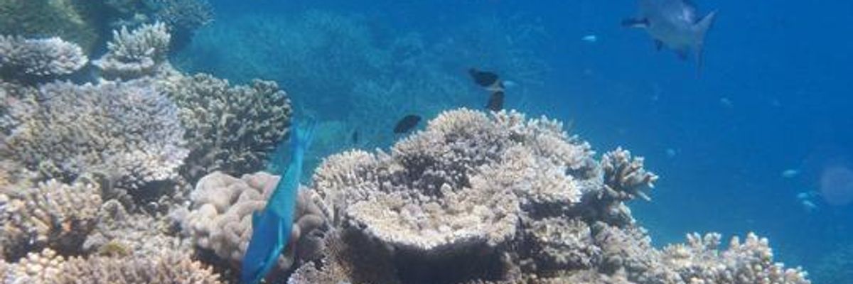 Great Barrier Reef Facing 'Unprecedented' Threat from Coal Expansion