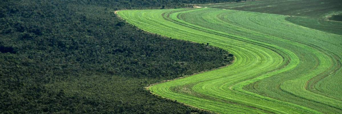 Agricultural field next to Brazilian Cerrado.