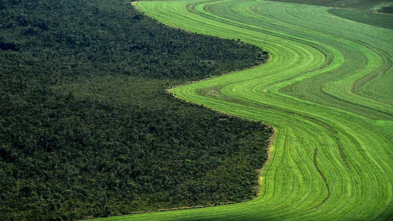 Agricultural field next to Brazilian Cerrado.