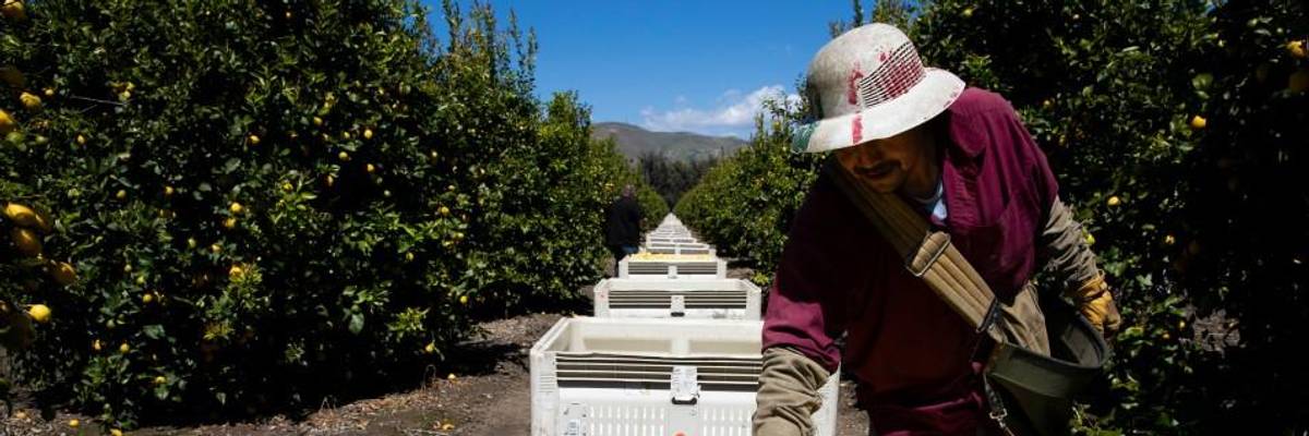 Endangering Lives and Food Supply, Trump Labor Dept. Refuses Covid-19 Protections for Guest Farmworkers