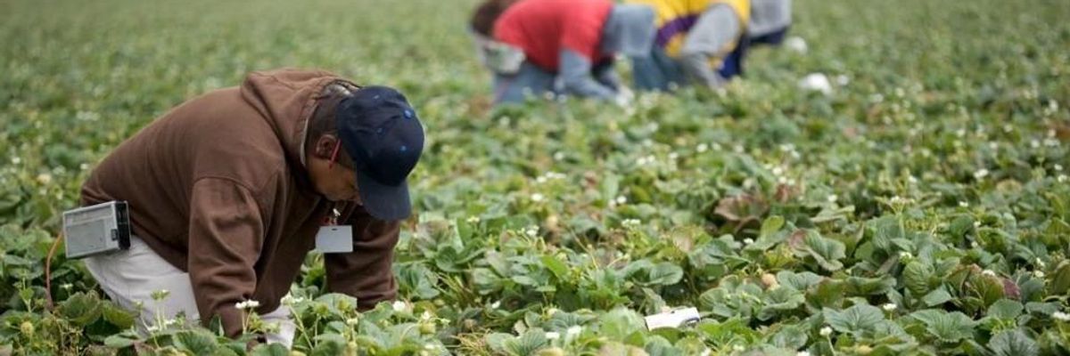 As Trump Limits Guest Workers From Mexico Amid Coronavirus, Farmers Warn of Labor and Food Shortages
