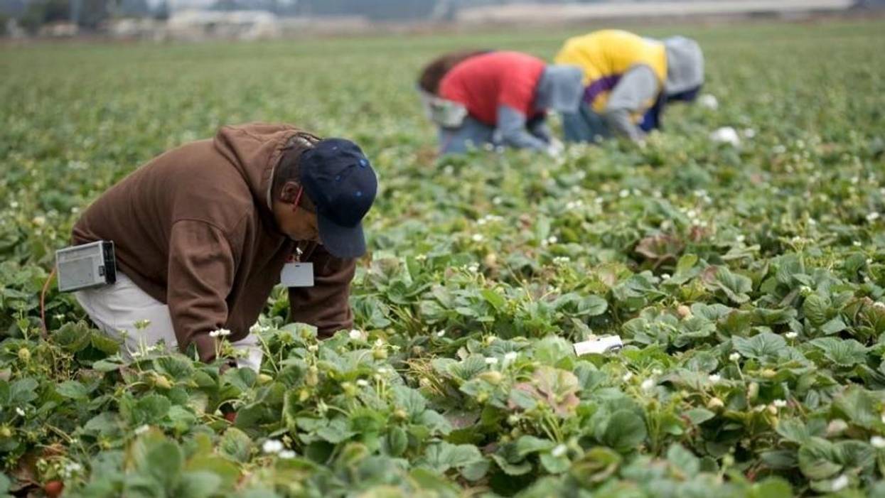 As Trump Limits Guest Workers From Mexico Amid Coronavirus, Farmers Warn of Labor and Food Shortages