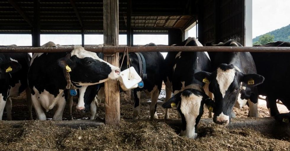 Agriculture and other land uses now account for nearly a quarter of greenhouse gas emissions, while half of the methane emissions in the atmosphere are released from cattle and rice fields. (Photo: Chesapaeake Bay Program/Flickr/cc)