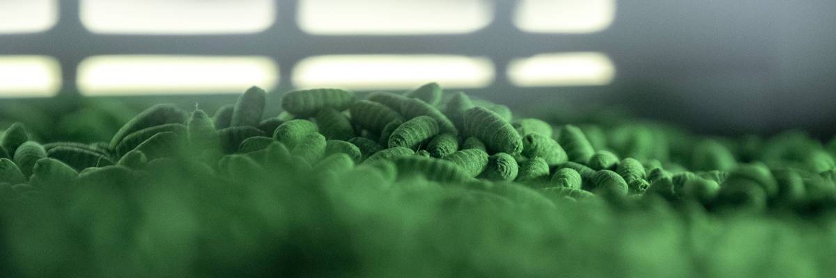 Agriculture Secretary Rollins Visits Texas Ranch For Sterile Fly Dispersal In Fight Against New World Screwworm