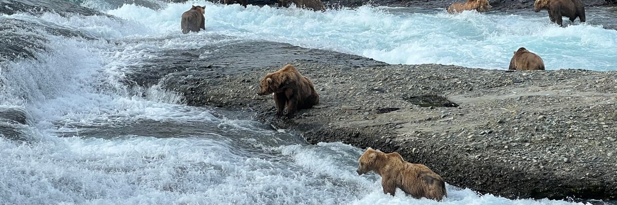 Alaska brown bears fishing.