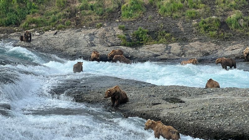 Alaska brown bears fishing.