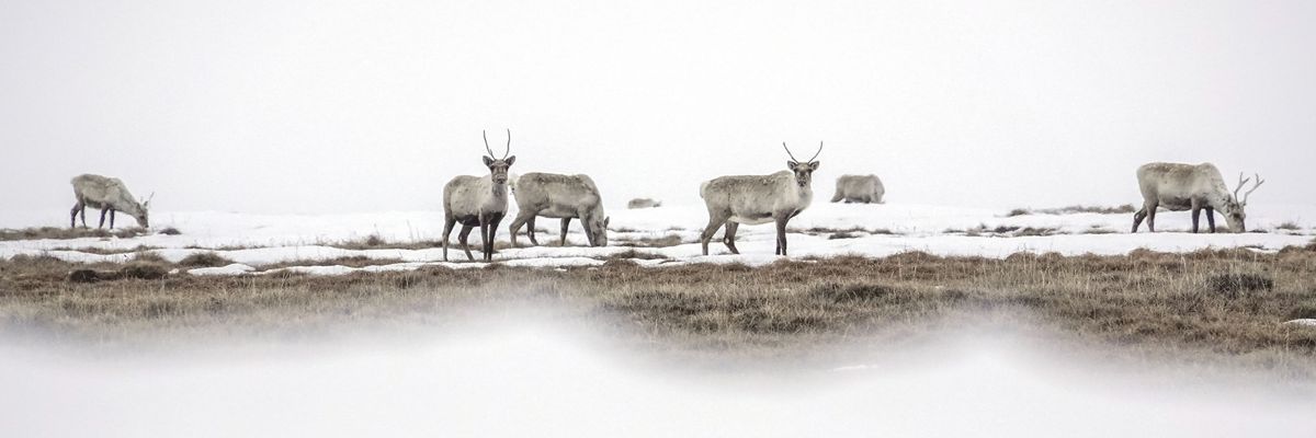 Alaska Climate Change Wildlife Oil Drilling Caribou Birds
Science