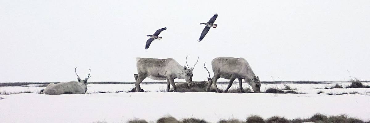 Alaska Climate Change Wildlife Oil Drilling Caribou Birds
Science