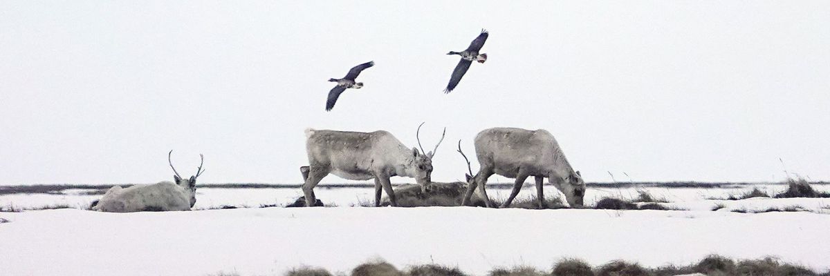 Alaska Climate Change Wildlife Oil Drilling Caribou Birds
Science