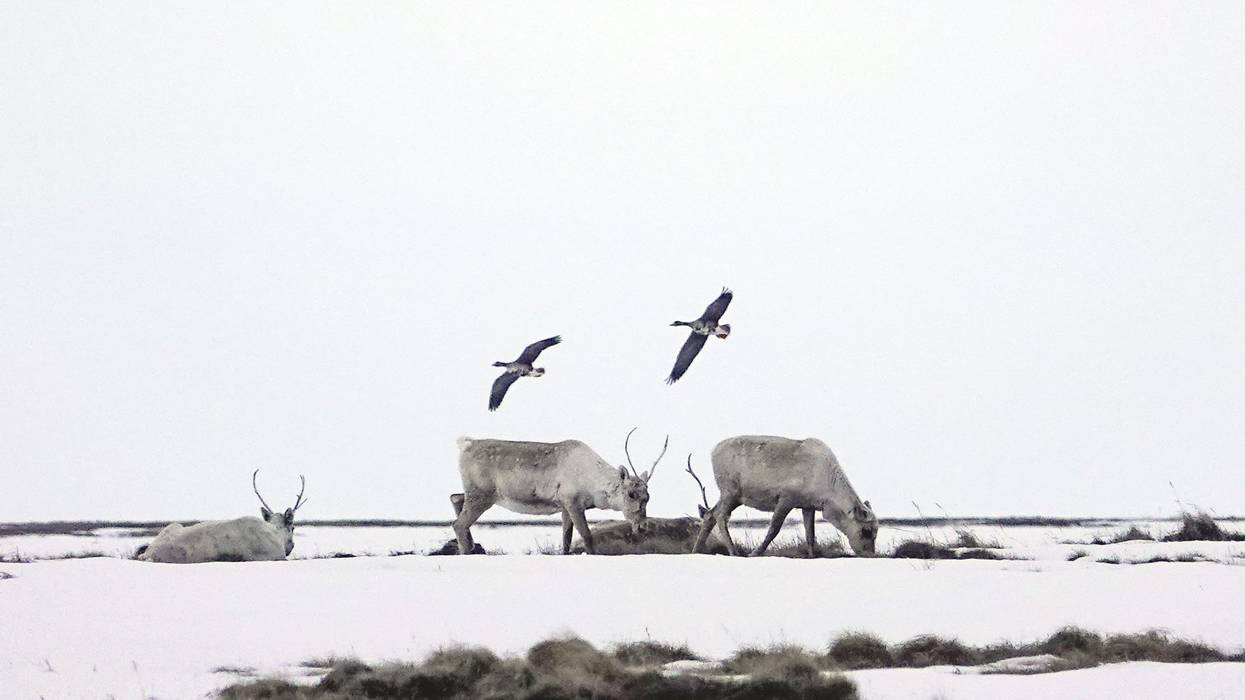 Alaska Climate Change Wildlife Oil Drilling Caribou Birds
Science