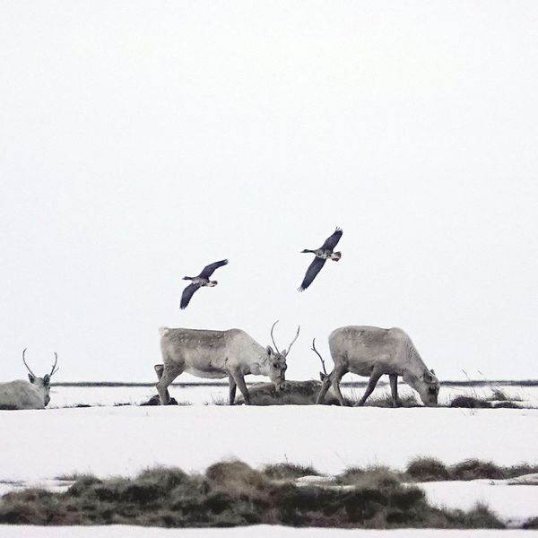 Alaska Climate Change Wildlife Oil Drilling Caribou Birds
Science