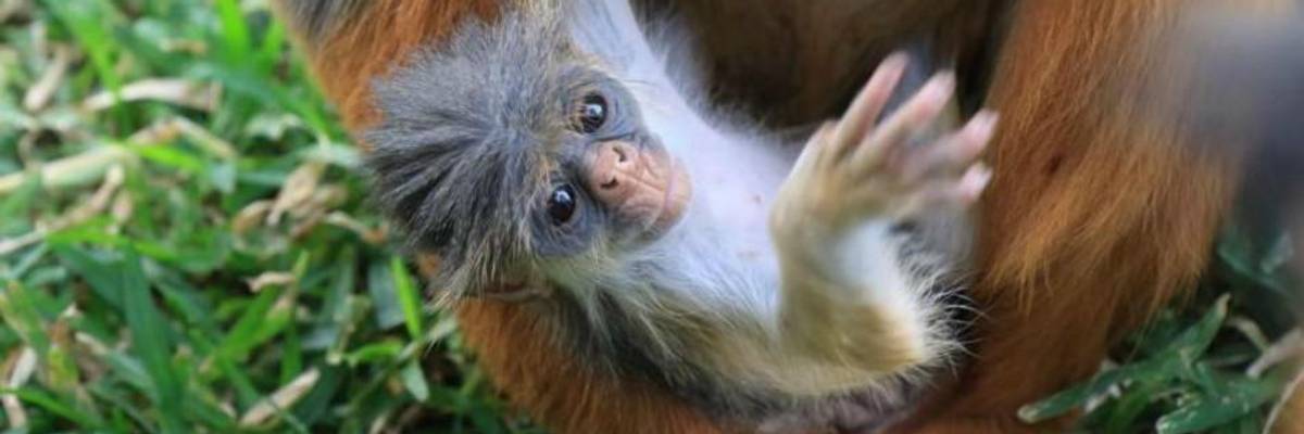 Biden's Efforts on Climate Is a Start--But What About Including Biodiversity?