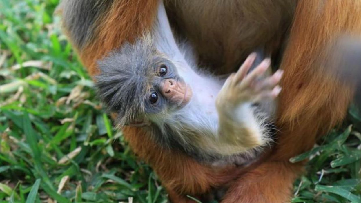 Biden's Efforts on Climate Is a Start--But What About Including Biodiversity?