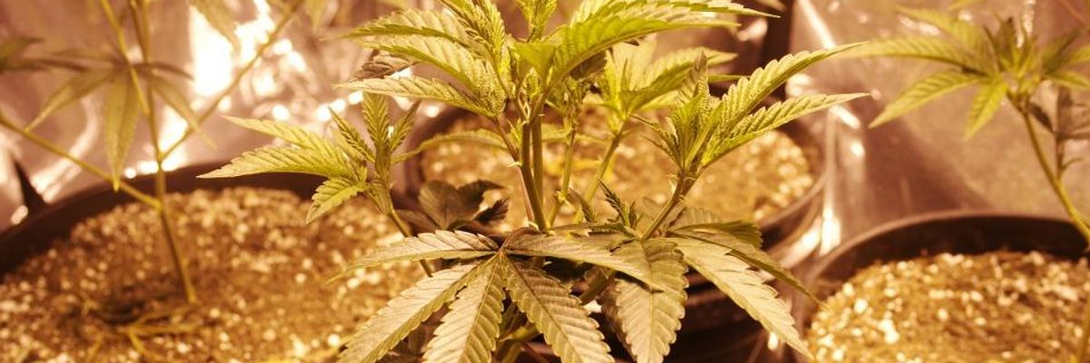 Trend Towards Ending Marijuana Prohibition Continues as Legalization Wins Big