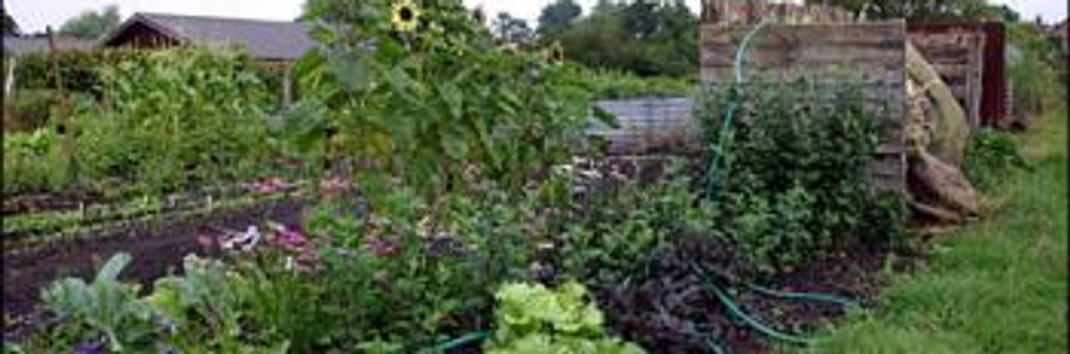 Dig for Recovery: Allotments Boom as Thousands Go to Ground in Recession
