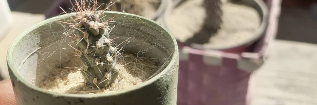 Aloe vera planted in empty bomb in Gaza.