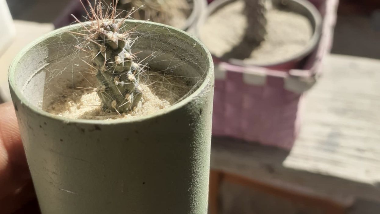 Aloe vera planted in empty bomb in Gaza.