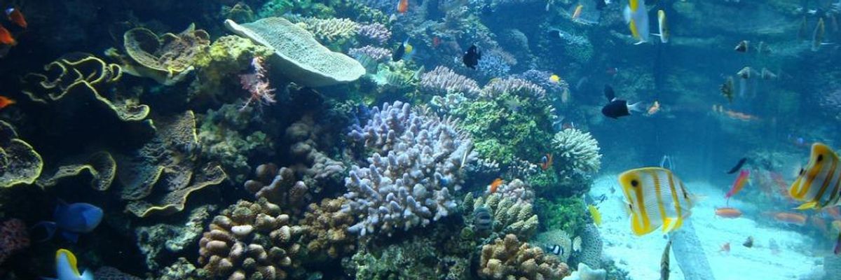 Warming Oceans Behind Historic Coral Bleaching Events: Scientists