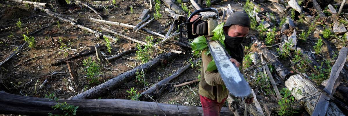 Amazon deforestation