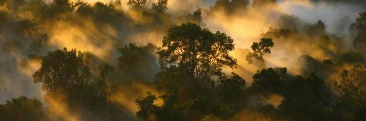 'Alarming': Tropical Forests in Shift From Carbon Sponge to Carbon Source