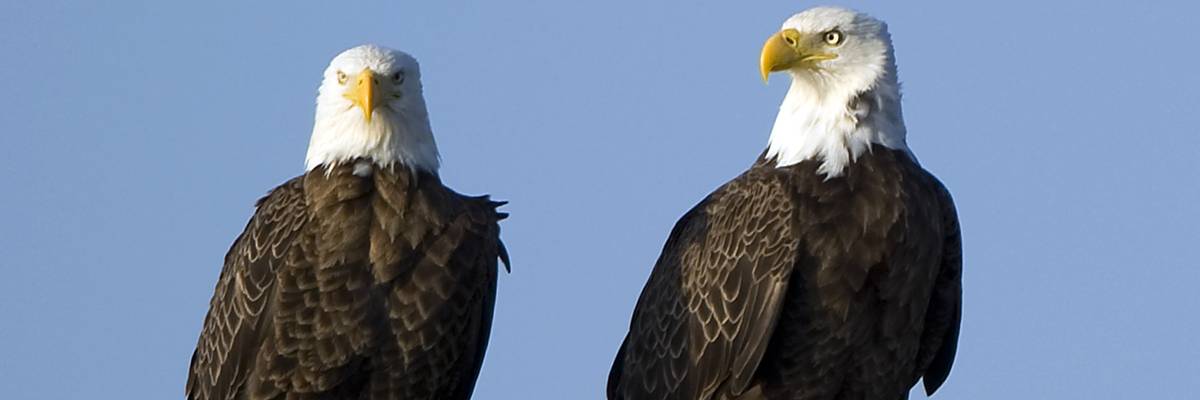 American Bald Eagles