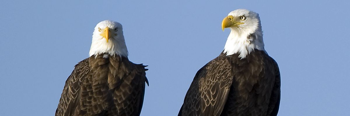 American Bald Eagles