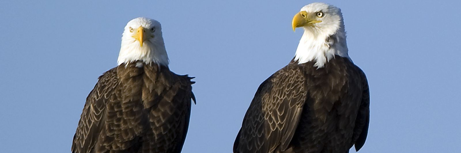 american-bald-eagles.jpg?id=56518825&wid