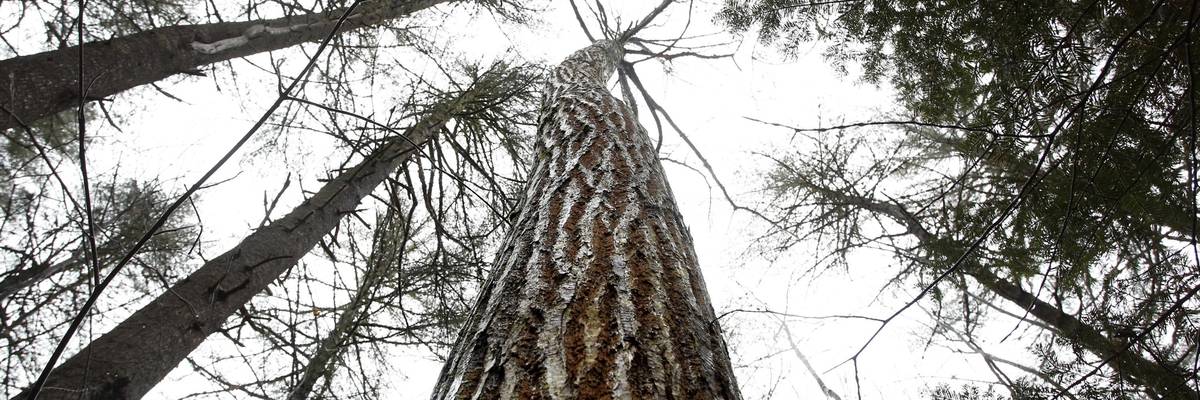 American Chestnut trees