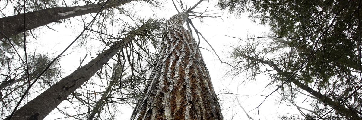 American Chestnut trees