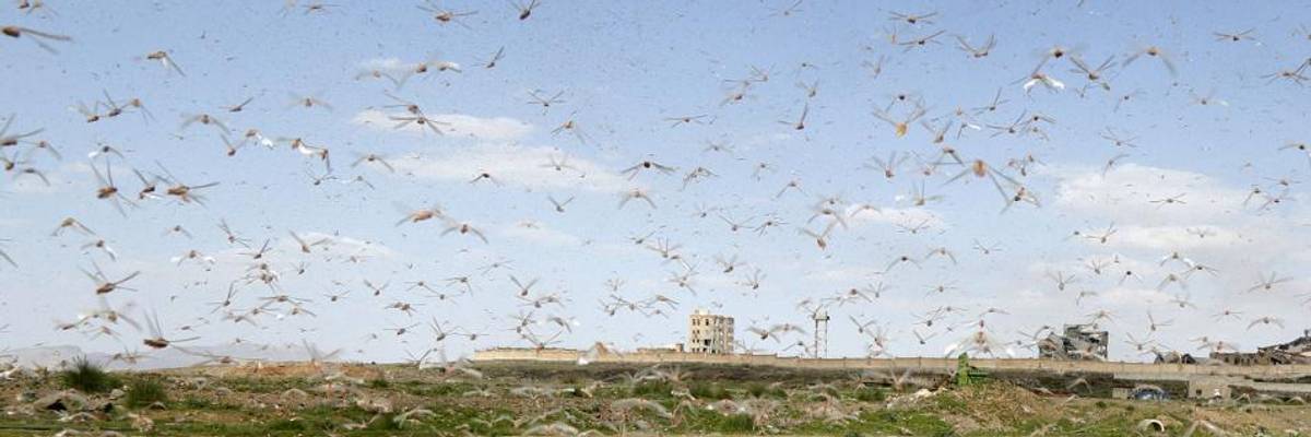 UN Warns New Wave of Locust Swarms Threatens Food Security of Millions in East Africa