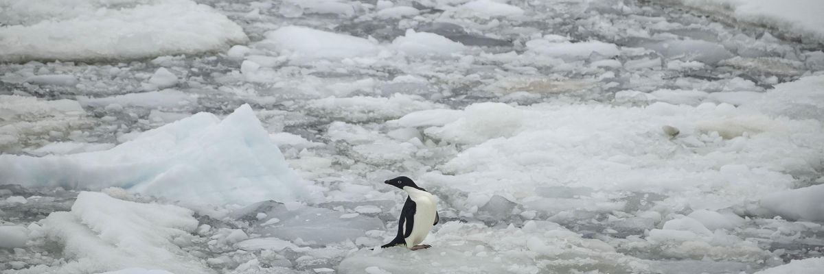 An Adelie penguin is seen on ice floa over Penola Strait as the floes melt due to global climate change in Antarctica on February 7, 2022. 