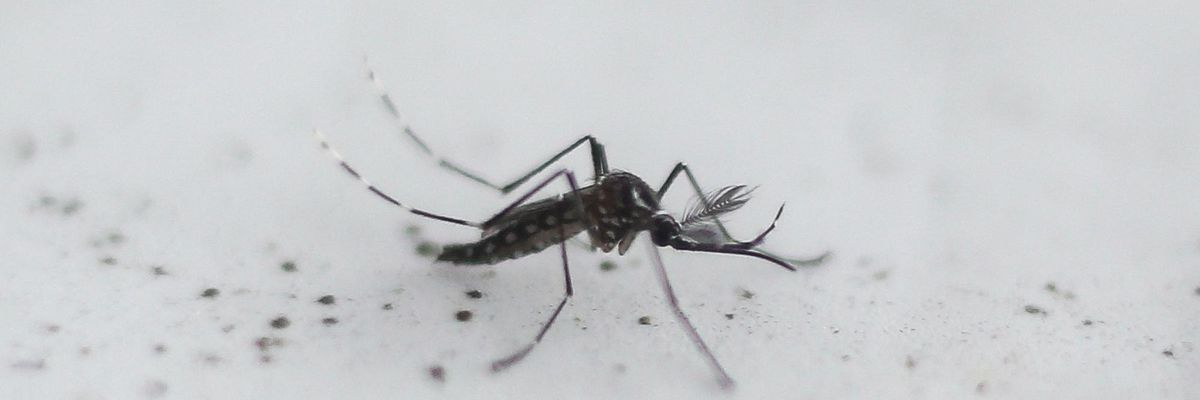 'Halt This Nightmare': Alarm as Florida Set to Begin Release of Genetically Engineered Mosquitoes