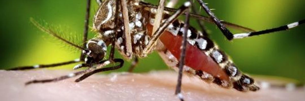 Brazil Greenlights Plan to Unleash Genetically Modified Mosquitoes