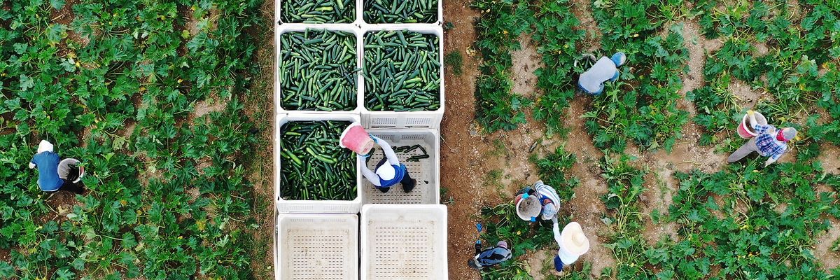 An aerial drone view from a drone shows farm workers
