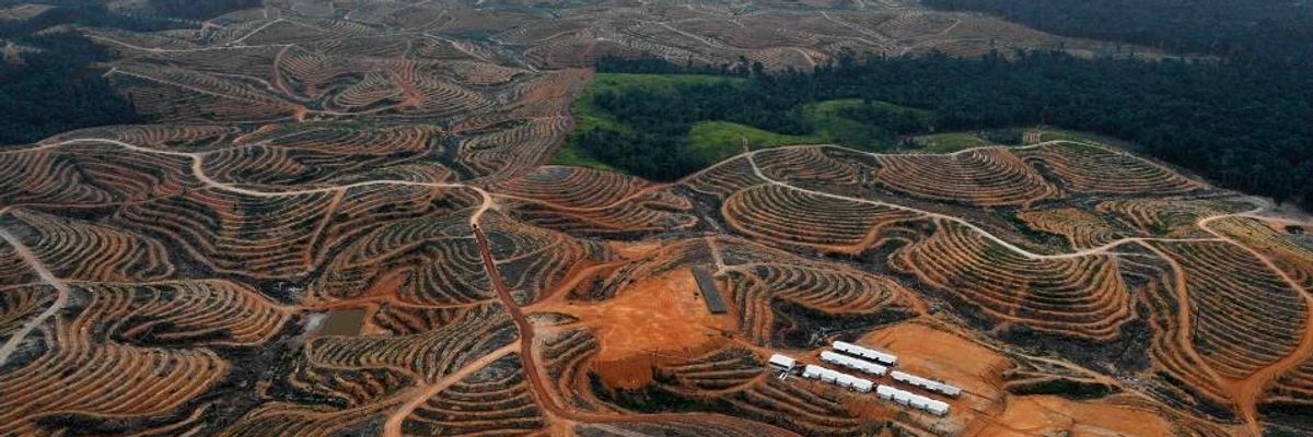 Big Bank, Corporate Destruction of Forests Worsening Climate Crisis: Report