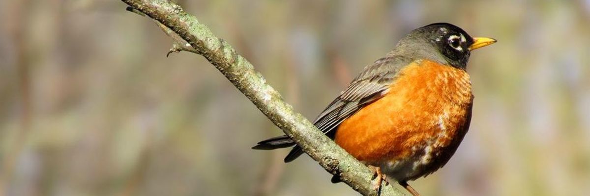 Songbirds Dying From DDT in Michigan Yards