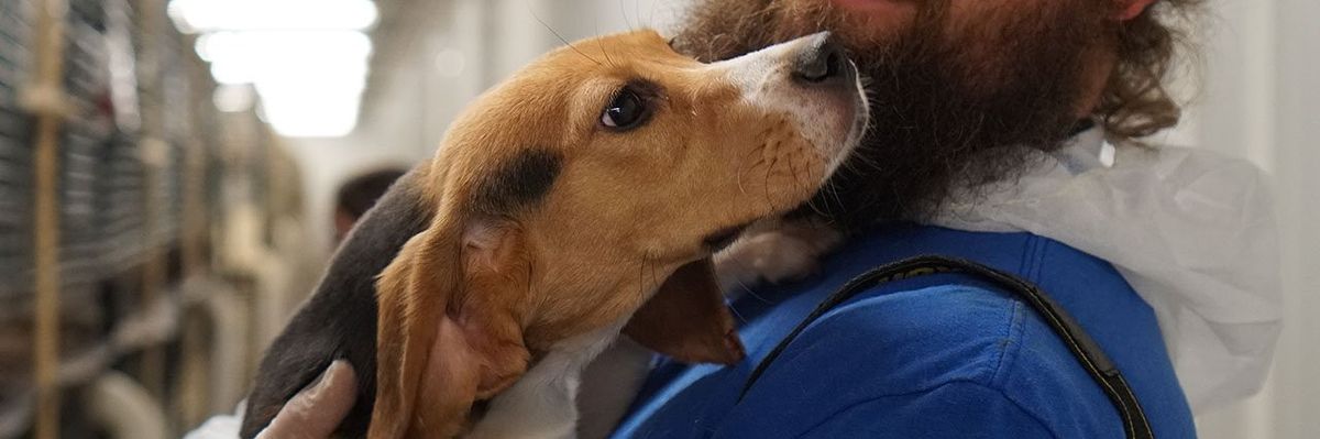 An animal rights campaigner holds a beagle