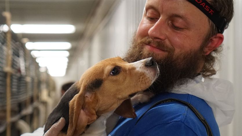 An animal rights campaigner holds a beagle