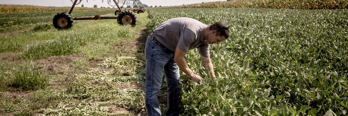 An Arkansas farmer tends to a soybean field