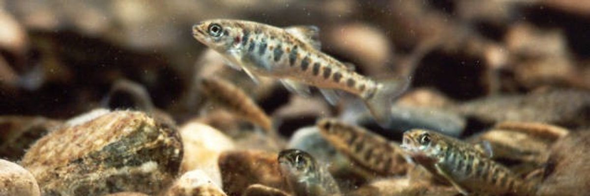 An Atlantic salmon parr swims in the Machias River.