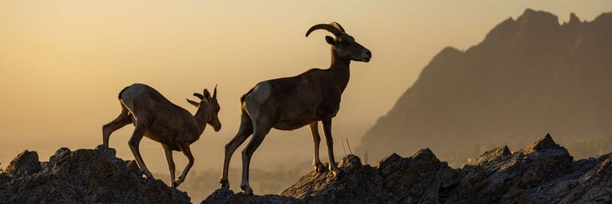 An endangered desert bighorn lamb and its mother walk along a ridge